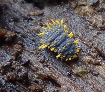 File:Holacanthella paucispinosa.jpg