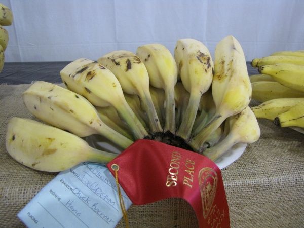 File:Ice Cream Banana (Blue Java).jpg