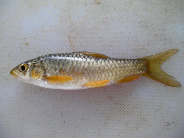 File:Labeobarbus marequensis.jpg