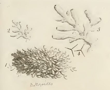 File:Leucosolenia Botryoides.jpg