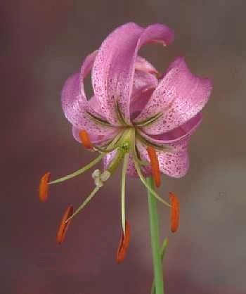 File:Lilium cernuum.jpg