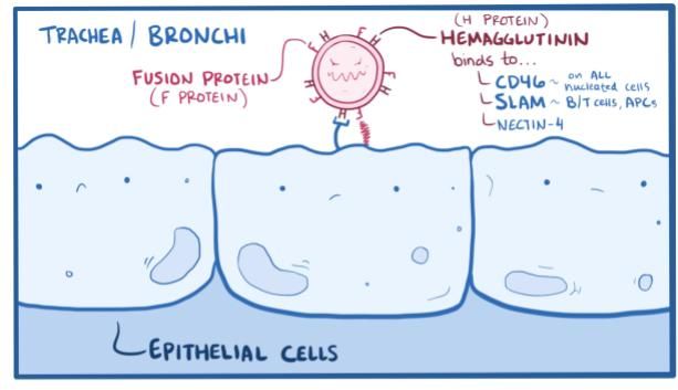 Image 5 of measles video