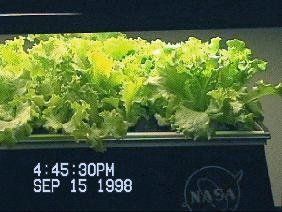 File:NASA-Aeroponics International-lettuce-day12.jpg