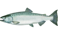 File:Oncorhynchus tshawytscha.png