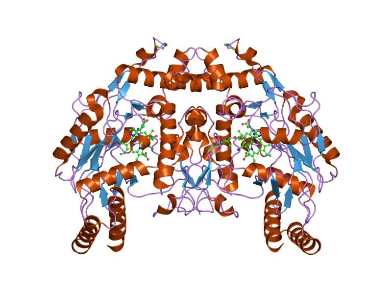 File:PDB 1p6m EBI.jpg