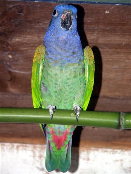 File:Pionus menstruus.jpg