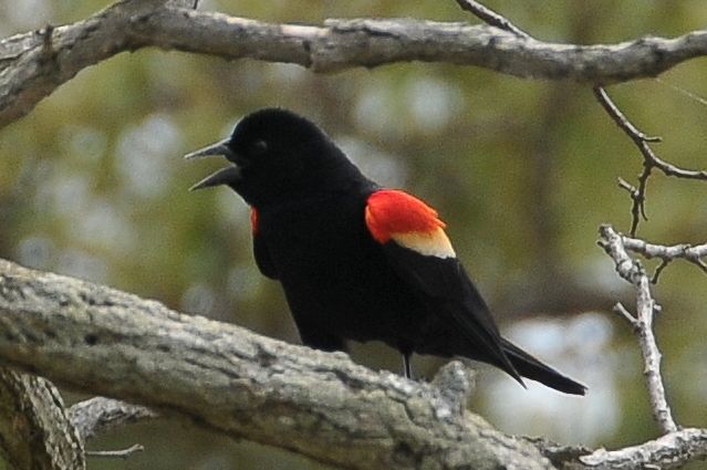 File:Red-winged Blackbird (3763708223).jpg