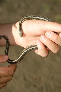 File:Ribbon Snake.jpg