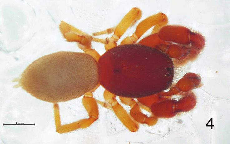 File:Scelidocteus sp.jpg