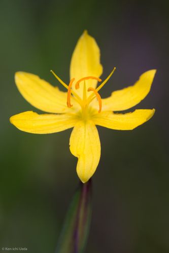 File:Sisyrinchium elmeri.jpg