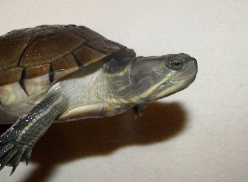 File:Tête de Trachemys decussata angusta.jpg