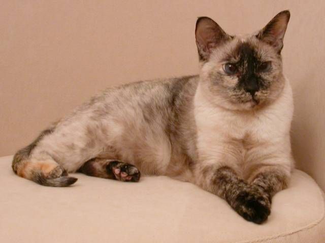 File:Tortie-point.jpg