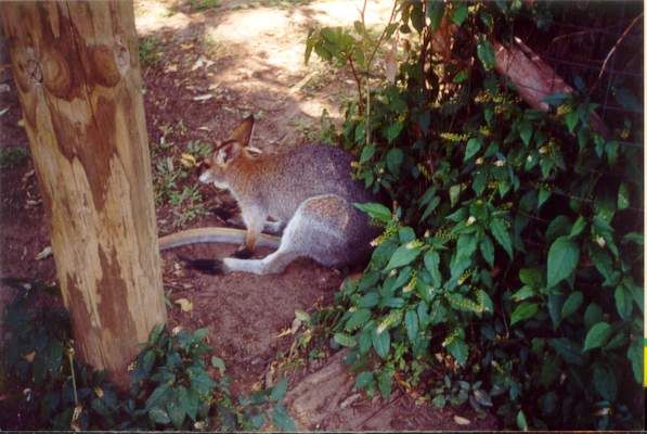 File:Wallaby-at-Gondwana.jpg