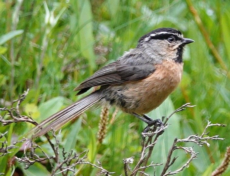 File:White-browed tit (cropped).jpg