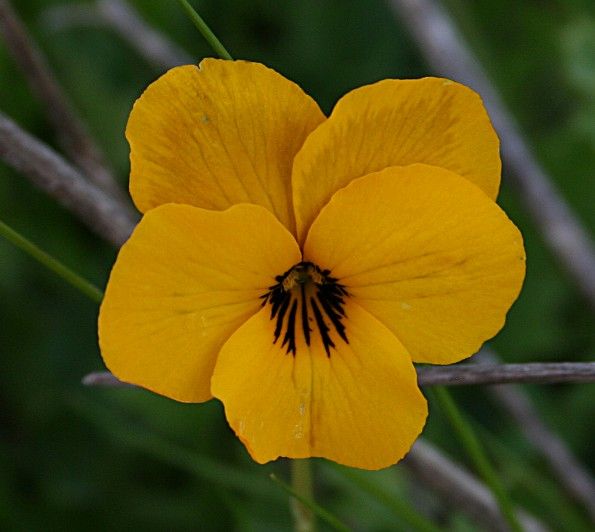 File:Yellowpansy.jpg