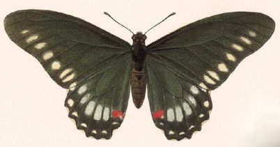 File:BCA – Mimoides phaon phaon.jpg