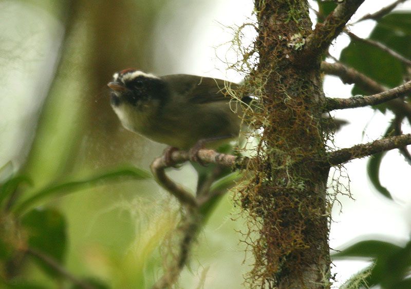 File:Basileuterus melanogenys -Costa Rica-6.jpg