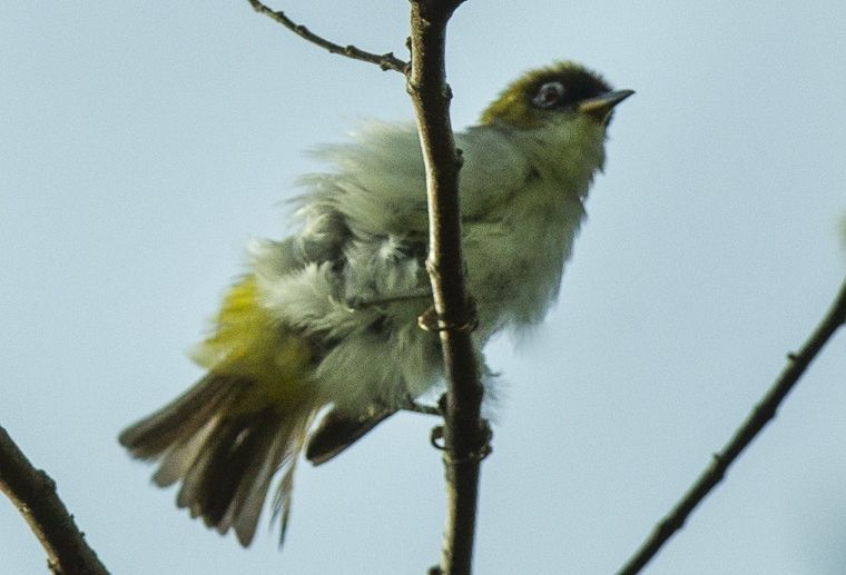 File:Cream-throated White-eye.jpg