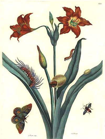 File:De Europische Insecten Merian Bernard.jpg