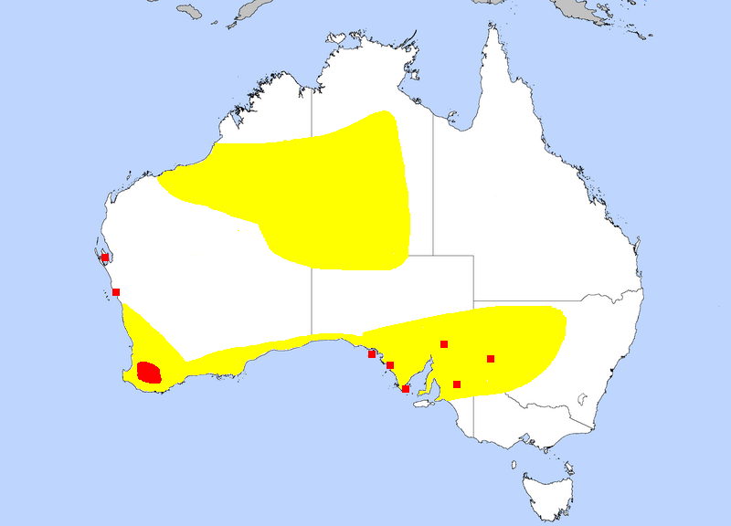 File:Distribution Map Bettongia penicillata AUS (2).PNG