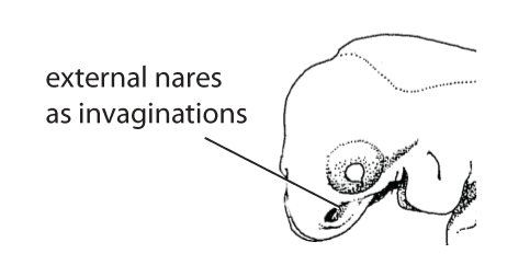 File:F2. External nares (V06b).png