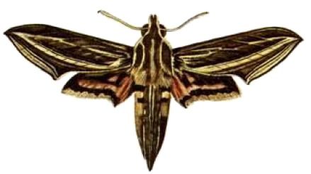 File:Hippotion osiris.JPG