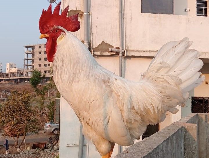 File:Leghorn cock.jpg