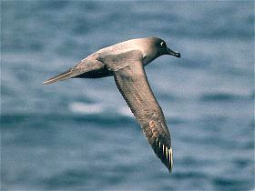 File:Light sooty albatross flying.jpg