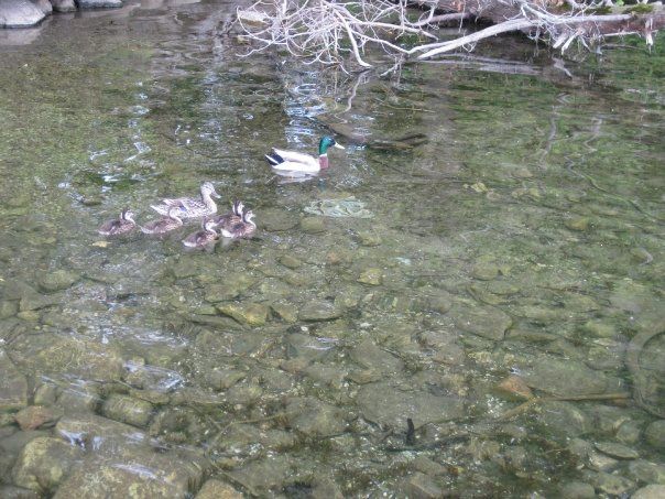 File:Mallard Family with Father.jpg