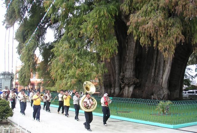 File:Mexico.Oaxaca.ArbolTule.01.jpg