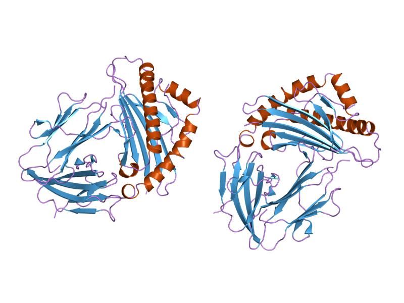 File:PDB 2clr EBI.jpg