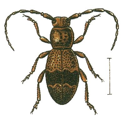 File:Parmena balteus.jpg