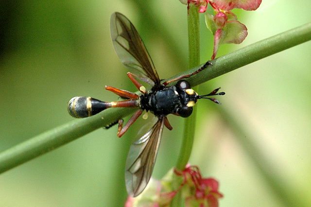 File:Physocephala.rufipes.jpg