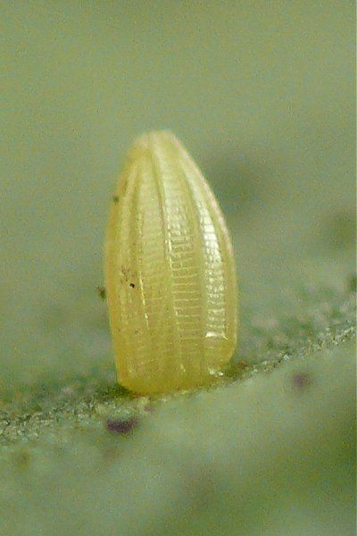 File:Pieris rapae - egg 01 (HS).jpg