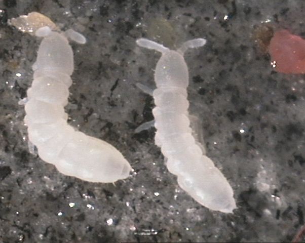 File:Protaphorura armata.jpg