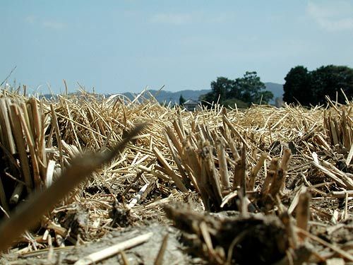 File:Rice field after repaing.jpg