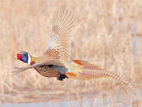 File:Ringnecked pheasant flying USFWS.jpg