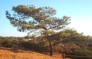 File:Torrey pine.jpg