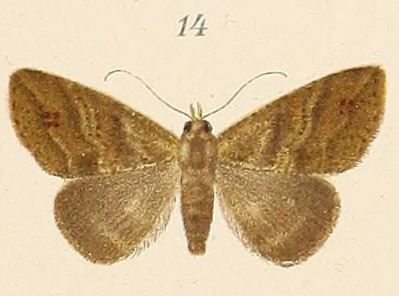 File:Voeltzkow-pl.6-fig.14-Alamis strigifera (Cycloprosopus strigifera (Pagenstecher, 1907)).JPG