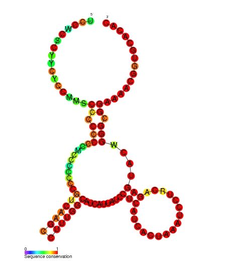 File:ZEB2 AS1 3 secondary structure.jpg