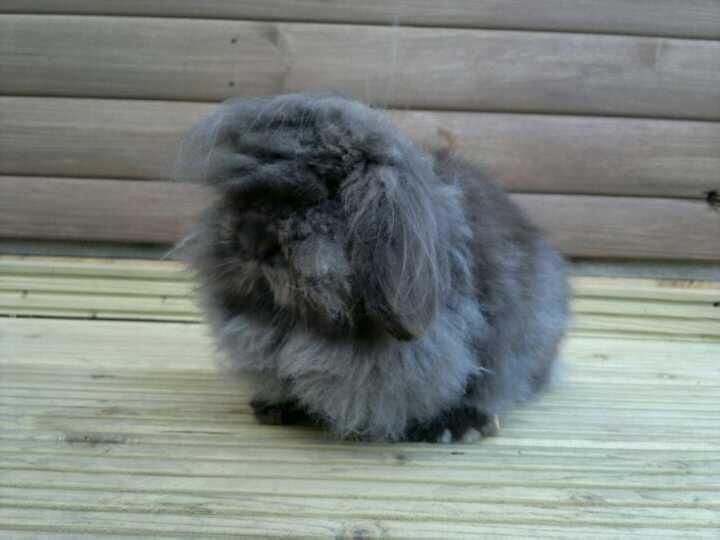 File:Zashion's Beatrice, Mini Lion Lop.jpg