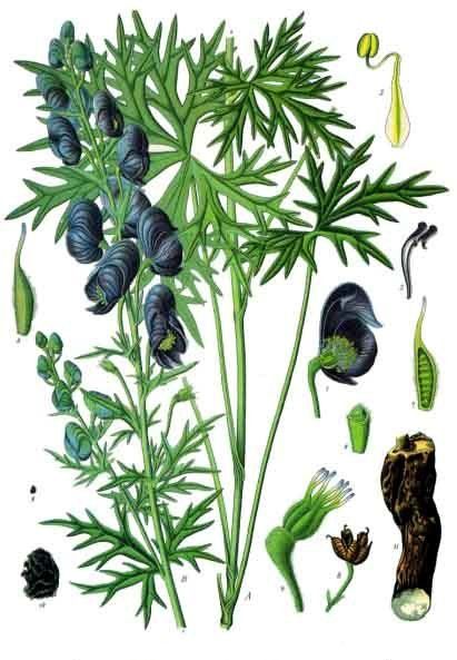 File:Aconitum ferox - Köhler–s Medizinal-Pflanzen-005.jpg