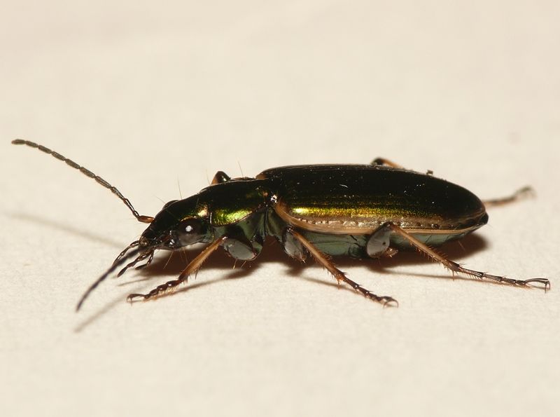 File:Agonum marginatum.jpg