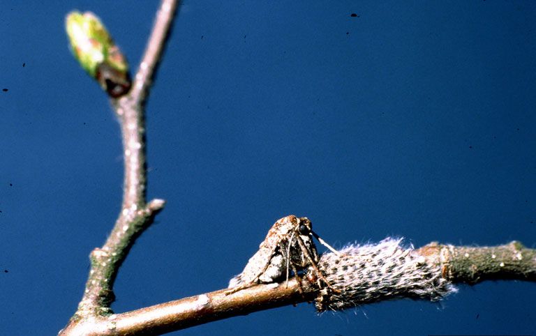 File:Alsophila aescularia fe.jpg