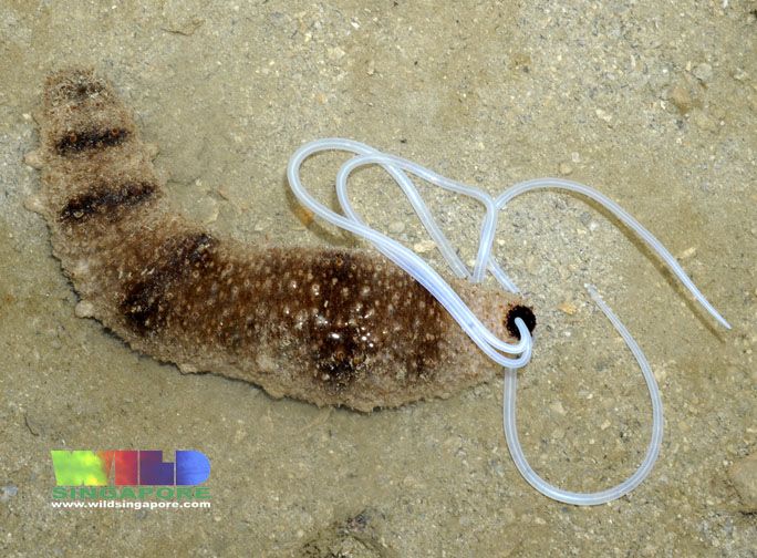 File:Ashy pink sea cucumber (Holothuria fuscocinerea).jpg