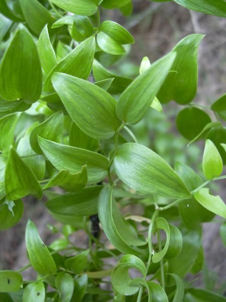 File:Asparagus asparagoides leaves.jpg