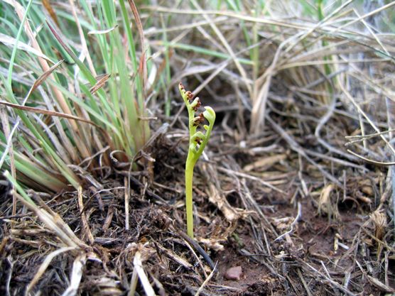 File:Botrychium campestre - NPS Photo.jpg