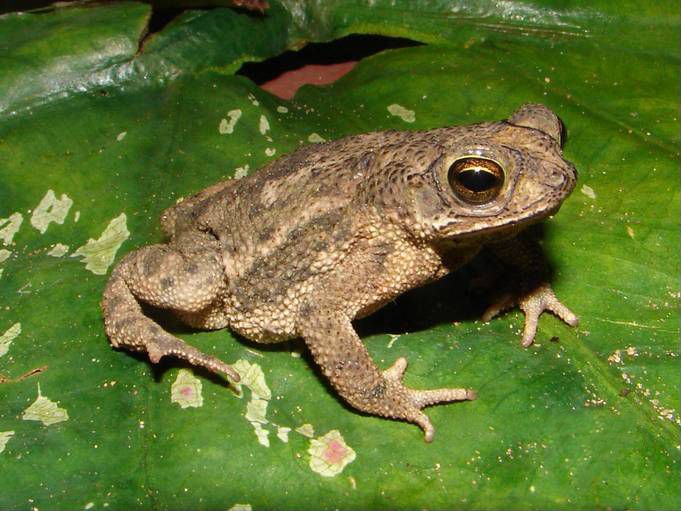 File:Bufo granulosus01d.jpg