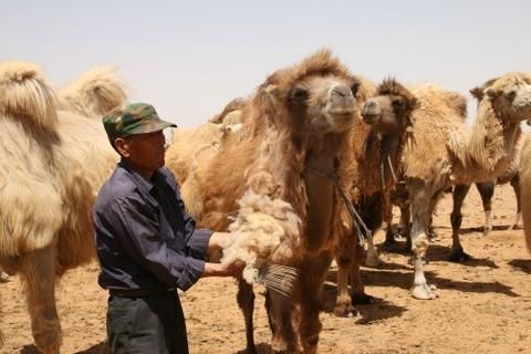 File:Camel shedding hair.jpg