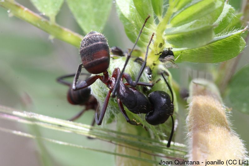 File:Camponotus cruentatus (7208691372).jpg